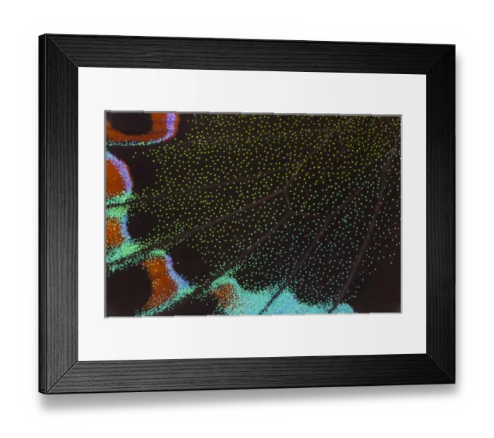 Framed Print : Close-up detail Wing Pattern of Tropical Butterfly Framed Print : Close-up detail Wing Pattern of Tropical Butterfly