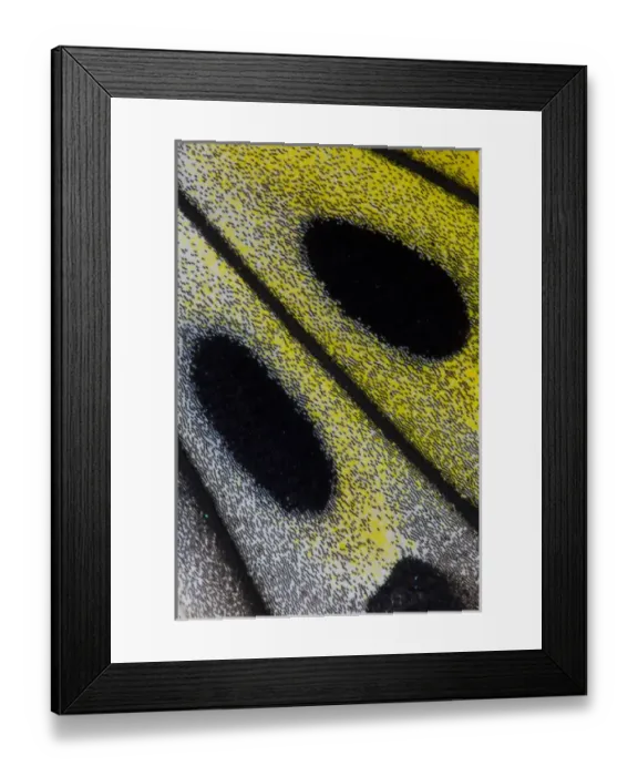 Framed Print : Close-up detail Wing Pattern of Tropical Butterfly