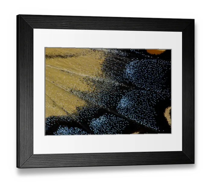 Framed Print : Close-up detail Wing Pattern of Butterfly