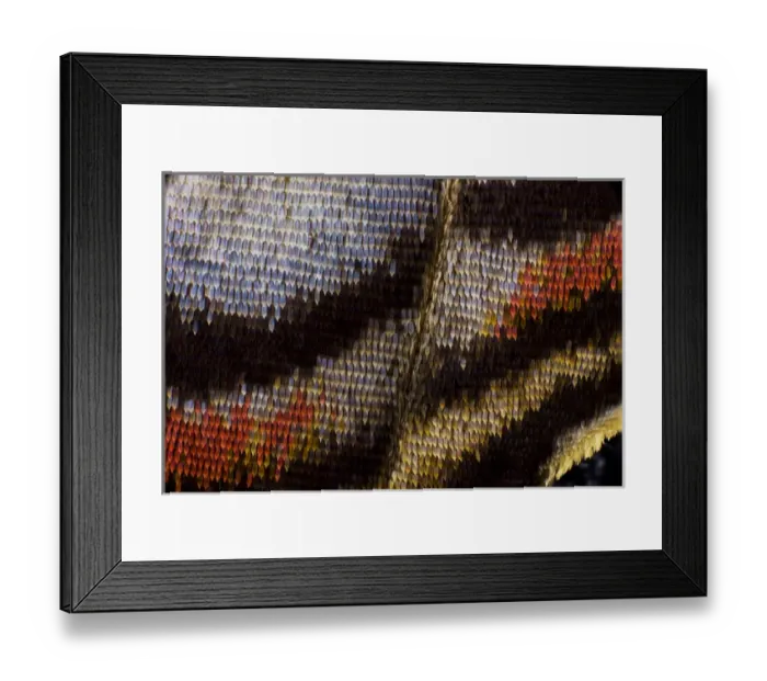 Framed Print : Close-up detail Wing Pattern of Tropical Butterfly