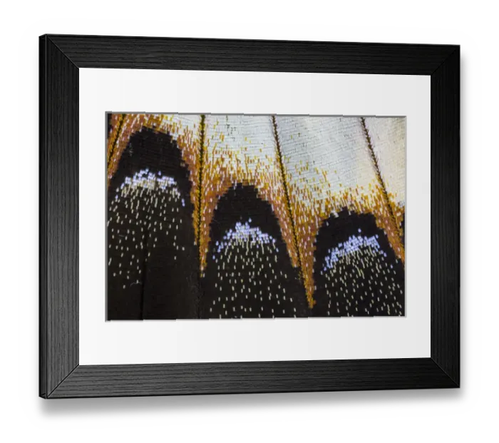 Framed Print : Close-up detail Wing Pattern of Tropical Butterfly Framed Print : Close-up detail Wing Pattern of Tropical Butterfly
