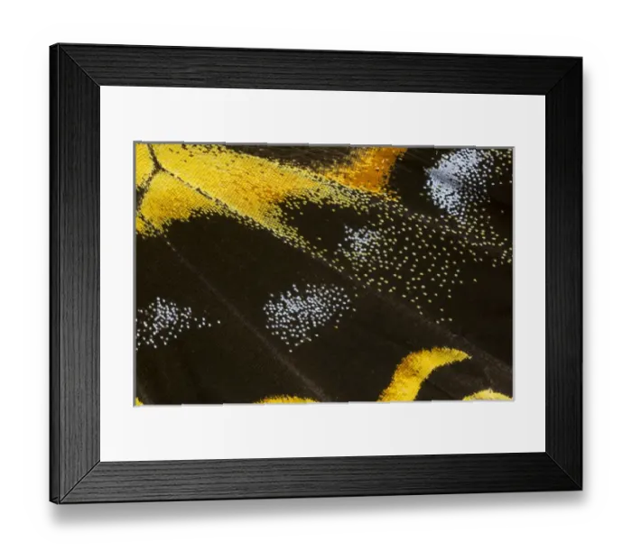 Framed Print : Close-up detail Wing Pattern of Tropical Butterfly Framed Print : Close-up detail Wing Pattern of Tropical Butterfly