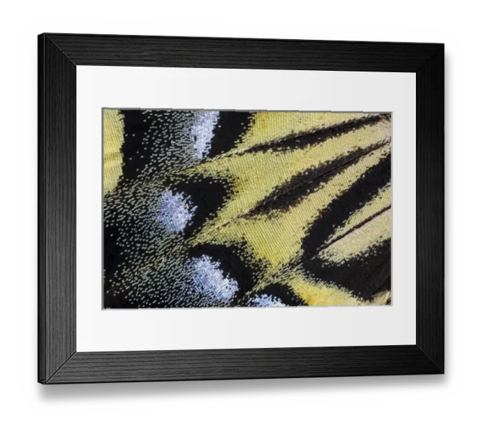 Framed Print : Close-up detail Wing Pattern of Tropical Butterfly Framed Print : Close-up detail Wing Pattern of Tropical Butterfly