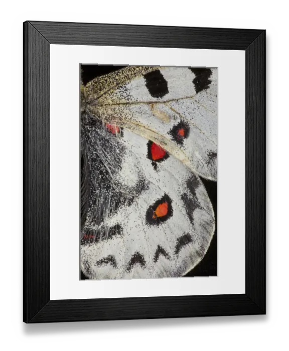 Framed Print : Close-up detail Wing Pattern of Tropical Butterfly