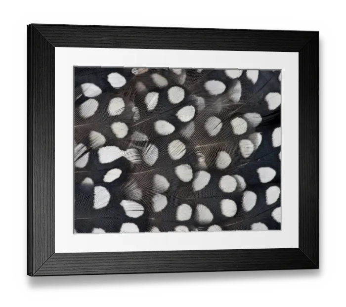 Framed Print : Mearns Quail White spotted black feathers Framed Print : Mearns Quail White spotted black feathers