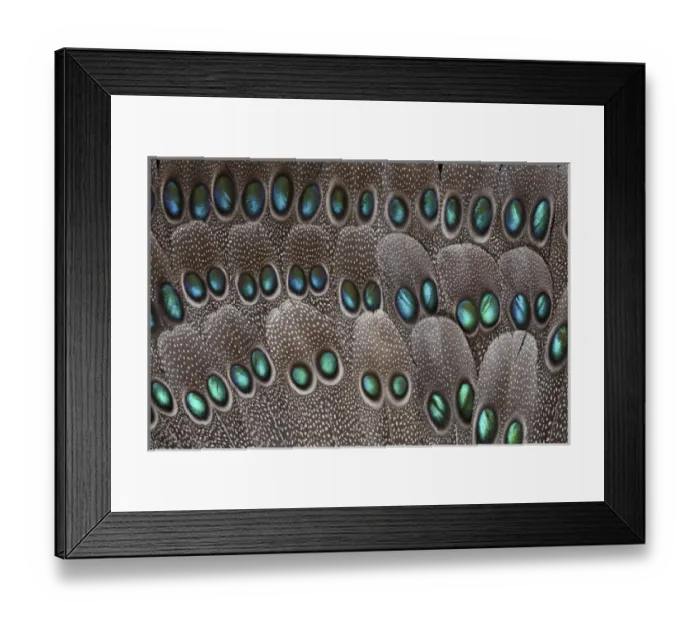 Framed Print : Grey Peacock tail feathers fanned out with duo spots each Framed Print : Grey Peacock tail feathers fanned out with duo spots each