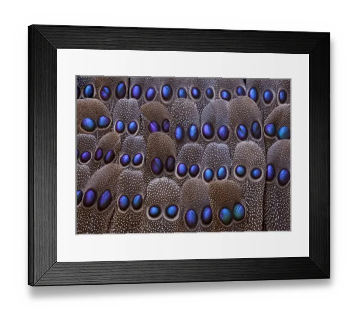 Framed Print : Grey Peacock tail feathers fanned out with duo spots each Framed Print : Grey Peacock tail feathers fanned out with duo spots each