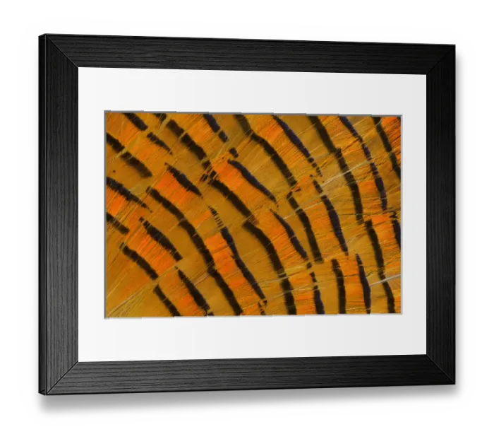 Framed Print : Golden Pheasant feather fan design