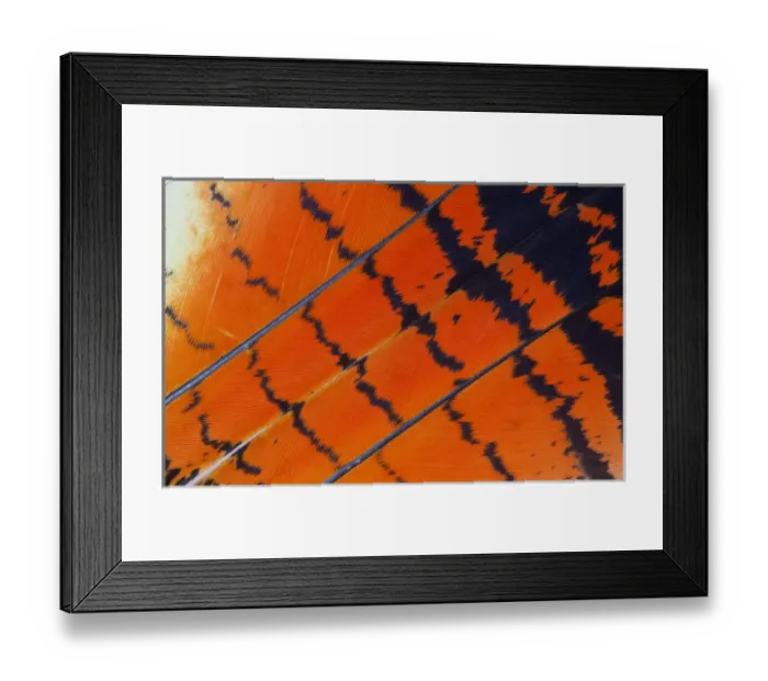 Framed Print : Red-tailed Black Cockatoos Framed Print : Red-tailed Black Cockatoos