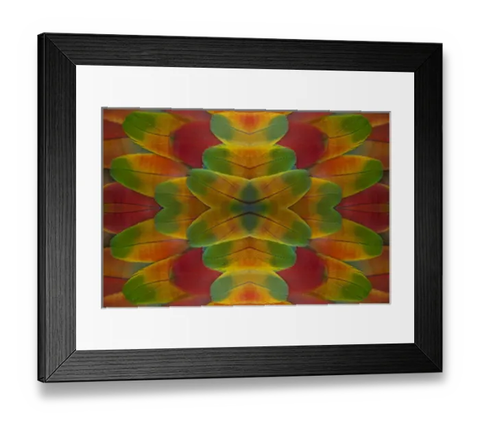 Framed Print : Harlequin Macaw wing feather design