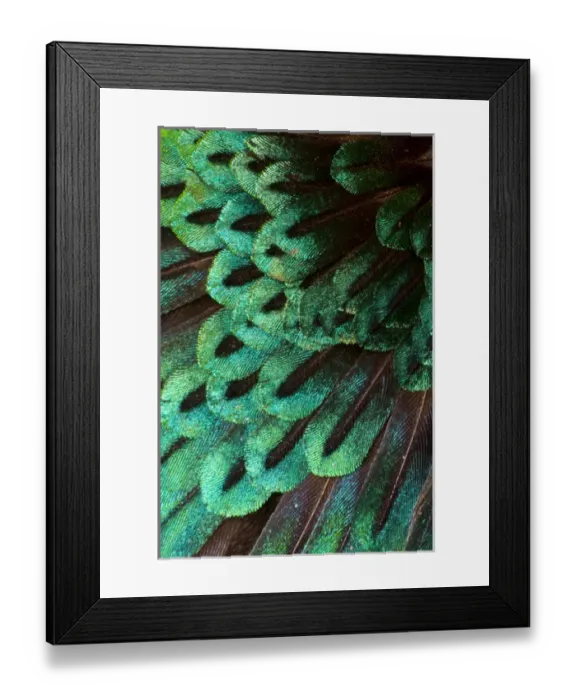 Framed Print : Suberb Bird of Paradise Framed Print : Suberb Bird of Paradise