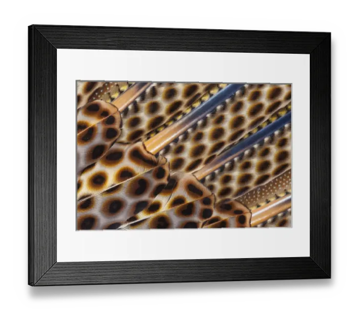 Framed Print : Argus Pheasant Wing Feather design with patterns with spots Framed Print : Argus Pheasant Wing Feather design with patterns with spots