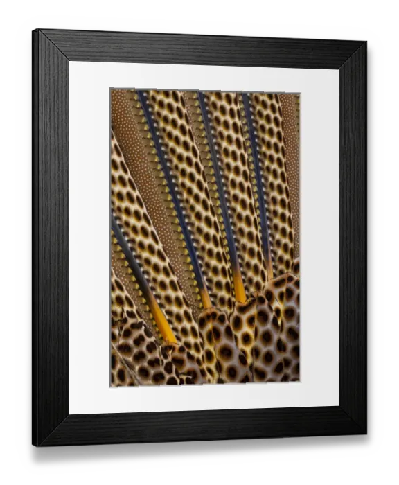 Framed Print : Argus Pheasant Wing Feather design with patterns with spots