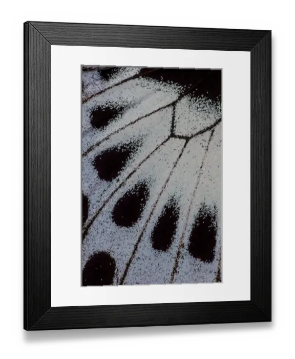 Framed Print : Close-up detail Wing Pattern of Tropical Butterfly Framed Print : Close-up detail Wing Pattern of Tropical Butterfly