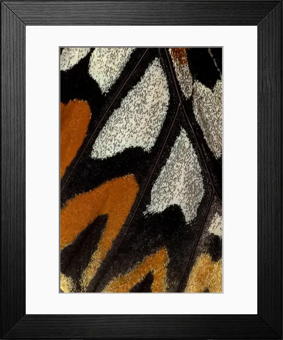 Framed Print : Close-up detail Wing Pattern of Tropical Butterfly