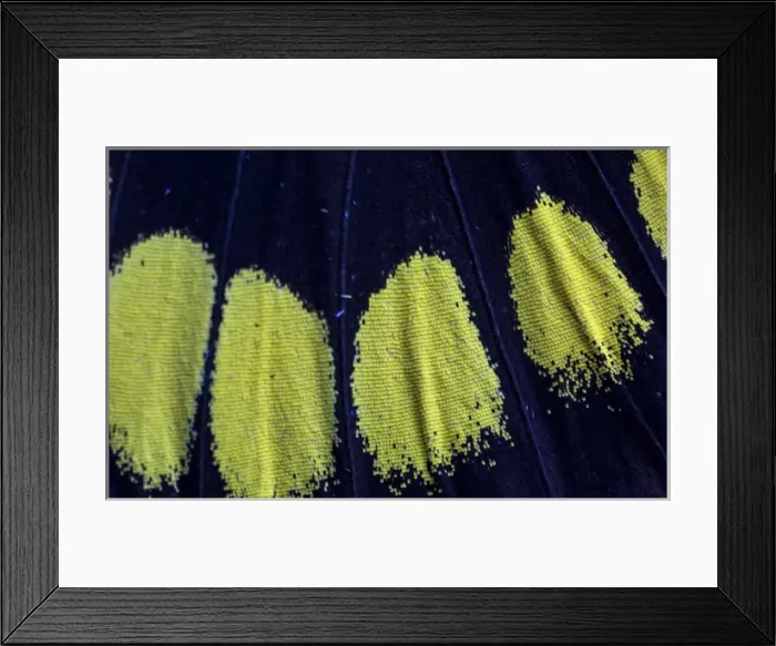 Framed Print : Close-up detail Wing Pattern of Tropical Butterfly Framed Print : Close-up detail Wing Pattern of Tropical Butterfly