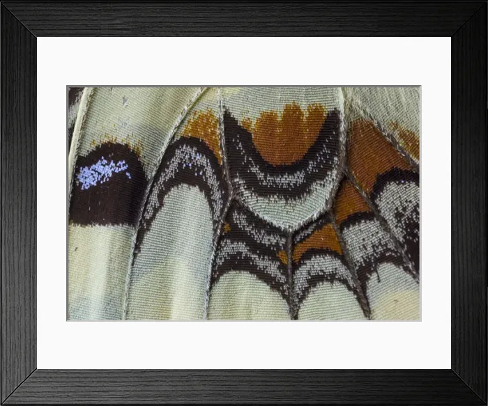 Framed Print : Close-up detail Wing Pattern of Tropical Butterfly Framed Print : Close-up detail Wing Pattern of Tropical Butterfly
