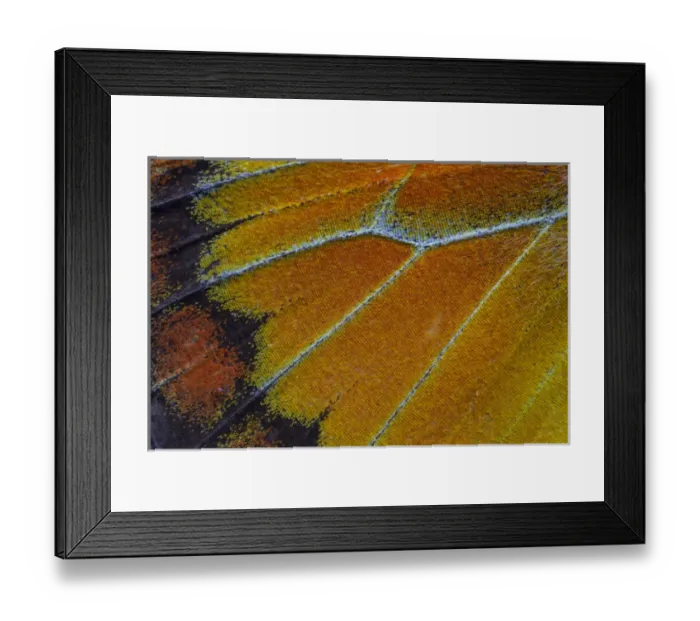 Framed Print : Close-up detail Wing Pattern of Tropical Butterfly Framed Print : Close-up detail Wing Pattern of Tropical Butterfly