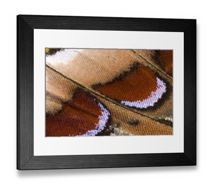 Framed Print : Close-up detail Wing Pattern of Tropical Butterfly