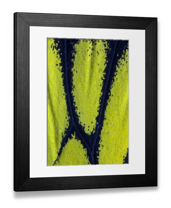 Framed Print : Close-up detail Wing Pattern of Tropical Butterfly Framed Print : Close-up detail Wing Pattern of Tropical Butterfly