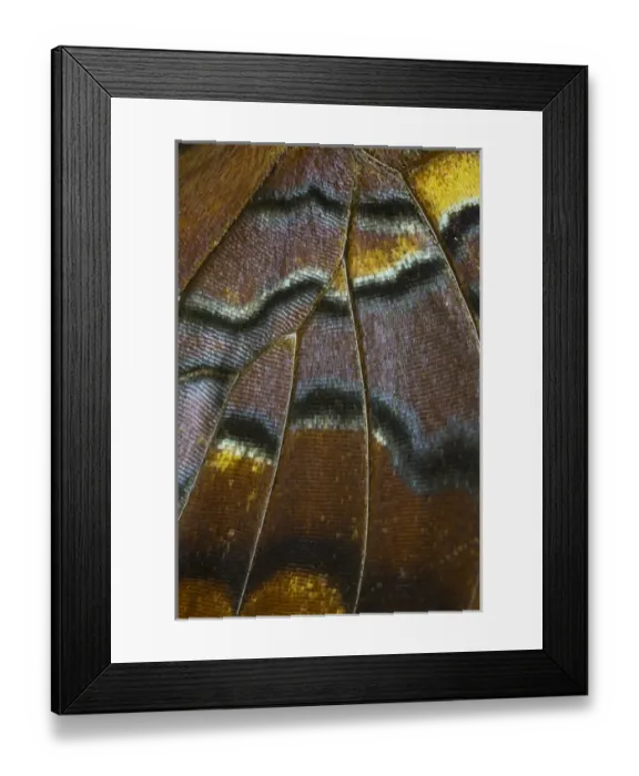 Framed Print : Close-up detail Wing Pattern of Tropical Butterfly Framed Print : Close-up detail Wing Pattern of Tropical Butterfly