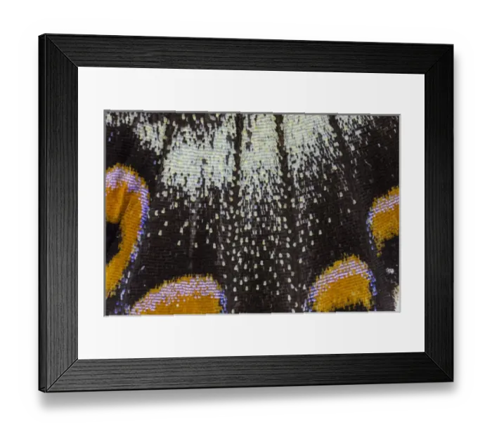 Framed Print : Close-up detail Wing Pattern of Tropical Butterfly Framed Print : Close-up detail Wing Pattern of Tropical Butterfly