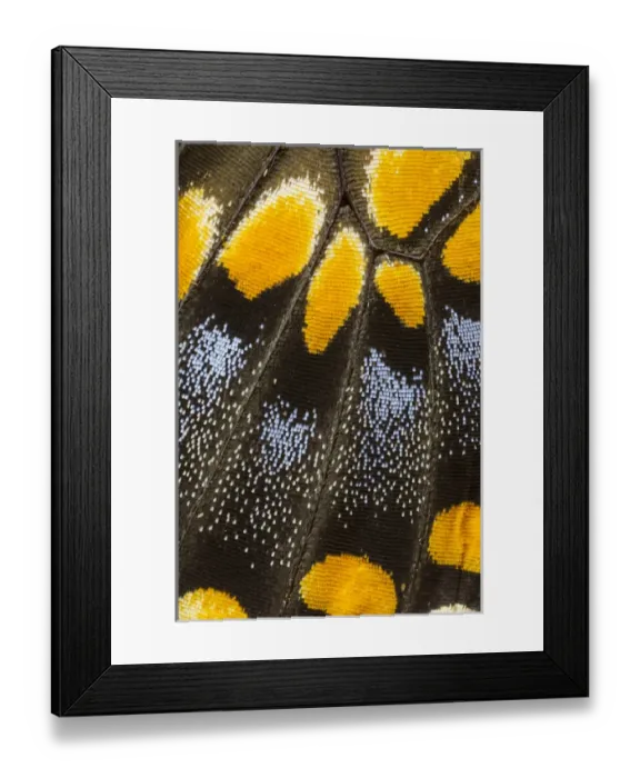 Framed Print : Close-up detail Wing Pattern of Butterfly Framed Print : Close-up detail Wing Pattern of Butterfly