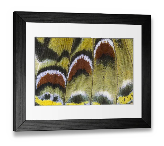 Framed Print : Close-up detail Wing Pattern of Tropical Butterfly Framed Print : Close-up detail Wing Pattern of Tropical Butterfly