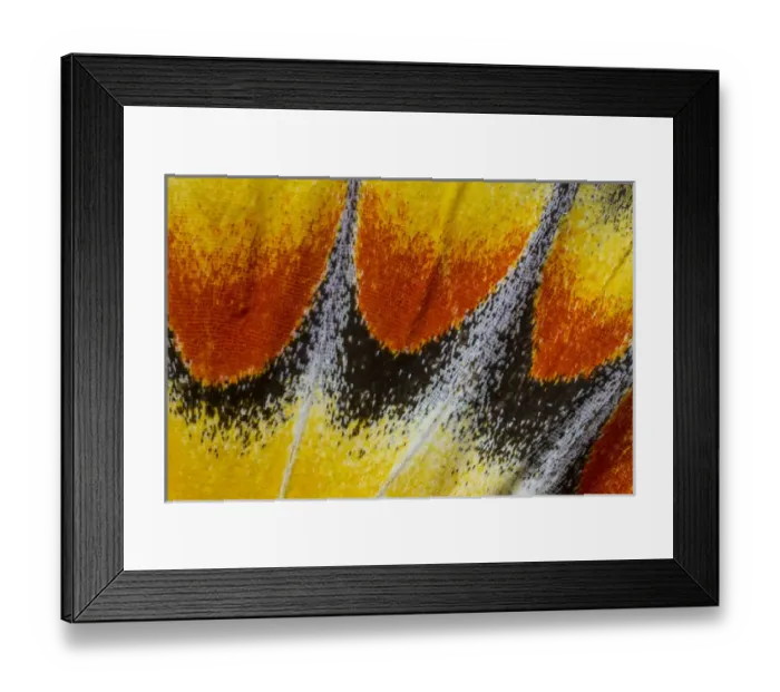 Framed Print : Close-up detail Wing Pattern of Tropical Butterfly Framed Print : Close-up detail Wing Pattern of Tropical Butterfly