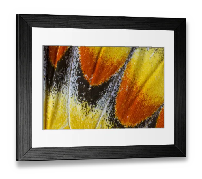 Framed Print : Close-up detail Wing Pattern of Tropical Butterfly Framed Print : Close-up detail Wing Pattern of Tropical Butterfly