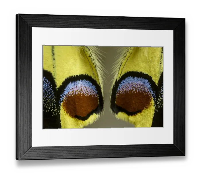Framed Print : Close-up detail Wing Pattern of Butterfly Framed Print : Close-up detail Wing Pattern of Butterfly