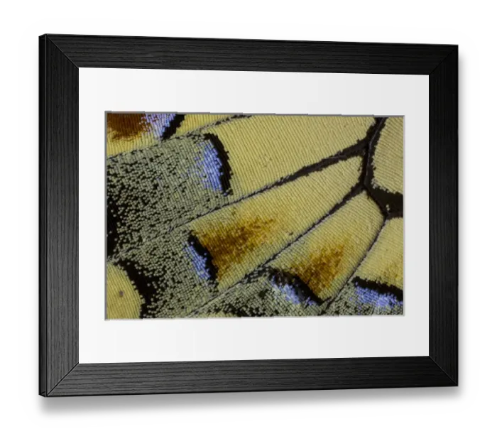 Framed Print : Close-up detail Wing Pattern of Butterfly Framed Print : Close-up detail Wing Pattern of Butterfly