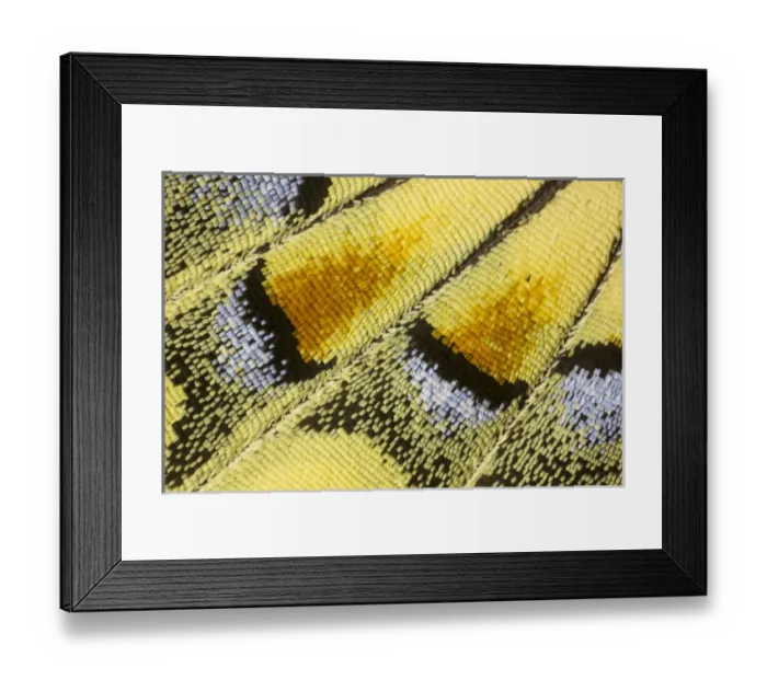 Framed Print : Close-up detail Wing Pattern of Butterfly Framed Print : Close-up detail Wing Pattern of Butterfly