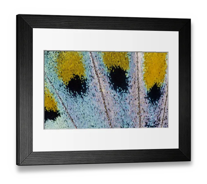 Framed Print : Close-up detail Wing Pattern of Tropical Butterfly Framed Print : Close-up detail Wing Pattern of Tropical Butterfly