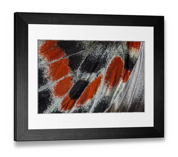 Framed Print : Close-up detail Wing Pattern of Tropical Butterfly Framed Print : Close-up detail Wing Pattern of Tropical Butterfly