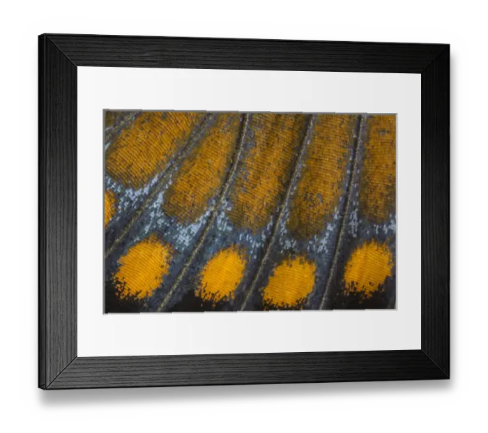 Framed Print : Close-up detail Wing Pattern of Tropical Butterfly Framed Print : Close-up detail Wing Pattern of Tropical Butterfly