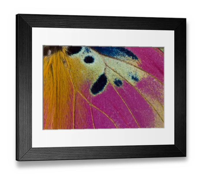 Framed Print : Close-up detail Wing Pattern of Tropical Butterfly Framed Print : Close-up detail Wing Pattern of Tropical Butterfly