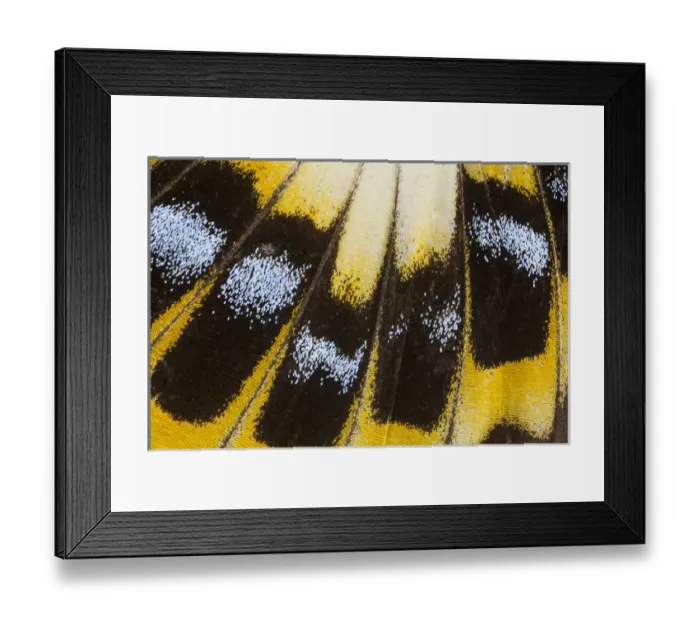 Framed Print : Close-up detail Wing Pattern of Tropical Butterfly Framed Print : Close-up detail Wing Pattern of Tropical Butterfly
