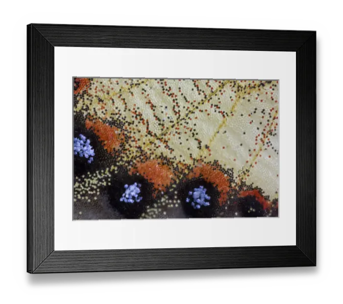 Framed Print : Close-up detail Wing Pattern of Tropical Butterfly Framed Print : Close-up detail Wing Pattern of Tropical Butterfly