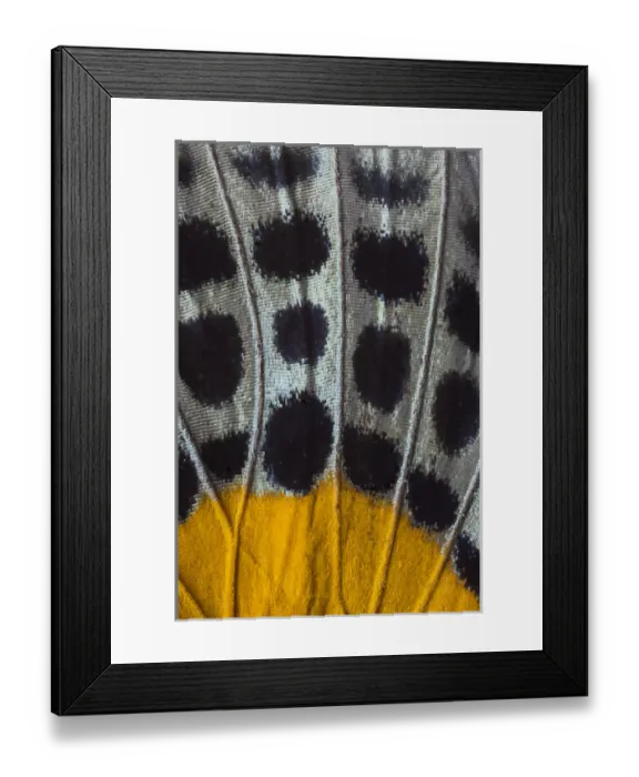 Framed Print : Close-up detail Wing Pattern of Tropical Butterfly Framed Print : Close-up detail Wing Pattern of Tropical Butterfly