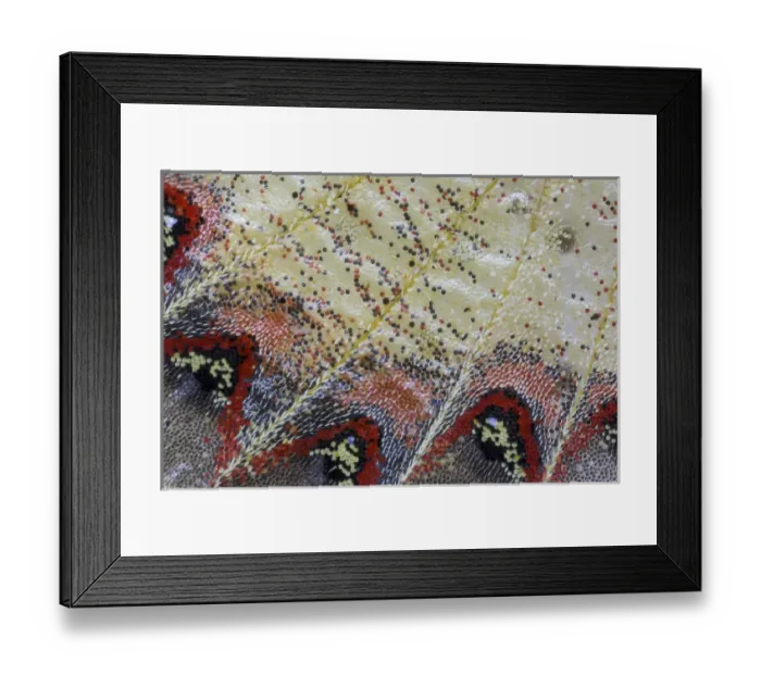 Framed Print : Close-up detail Wing Pattern of Tropical Butterfly Framed Print : Close-up detail Wing Pattern of Tropical Butterfly