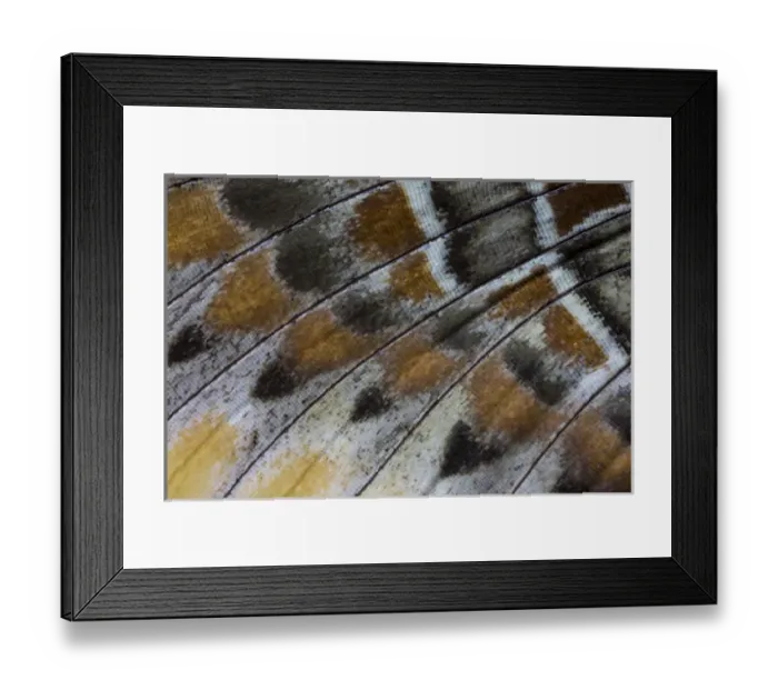 Framed Print : Close-up detail Wing Pattern of Tropical Butterfly