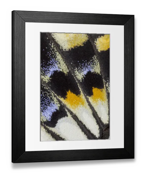 Framed Print : Close-up detail Wing Pattern of Tropical Butterfly