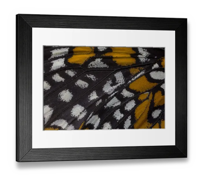 Framed Print : Close-up detail Wing Pattern of Tropical Butterfly Framed Print : Close-up detail Wing Pattern of Tropical Butterfly