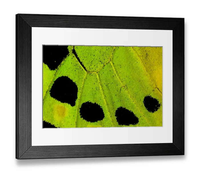 Framed Print : Close-up detail Wing Pattern of Tropical Butterfly Framed Print : Close-up detail Wing Pattern of Tropical Butterfly