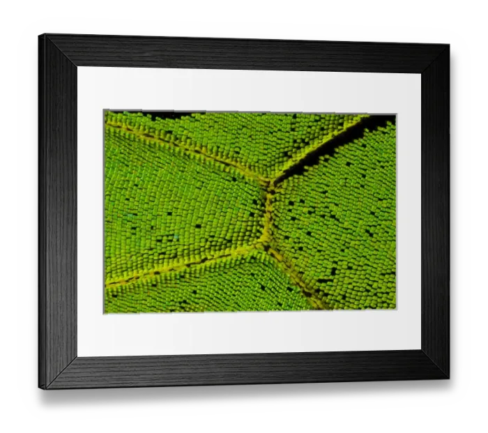 Framed Print : Close-up detail Wing Pattern of Tropical Butterfly