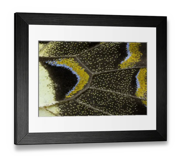 Framed Print : Close-up detail Wing Pattern of Tropical Butterfly Framed Print : Close-up detail Wing Pattern of Tropical Butterfly