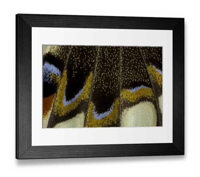 Framed Print : Close-up detail Wing Pattern of Tropical Butterfly Framed Print : Close-up detail Wing Pattern of Tropical Butterfly