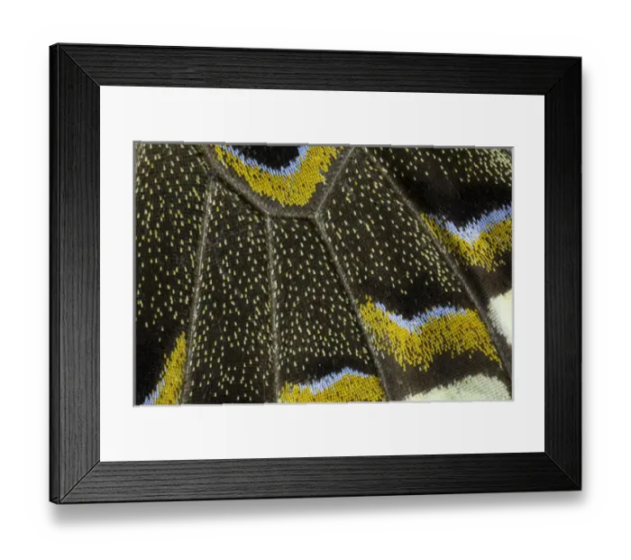 Framed Print : Close-up detail Wing Pattern of Tropical Butterfly Framed Print : Close-up detail Wing Pattern of Tropical Butterfly