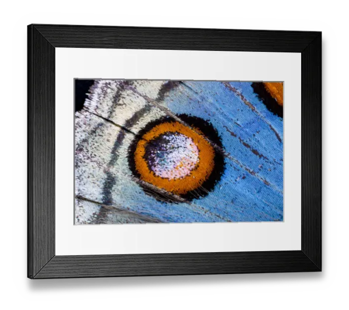 Framed Print : Close-up detail Wing Pattern of Tropical Butterfly Framed Print : Close-up detail Wing Pattern of Tropical Butterfly